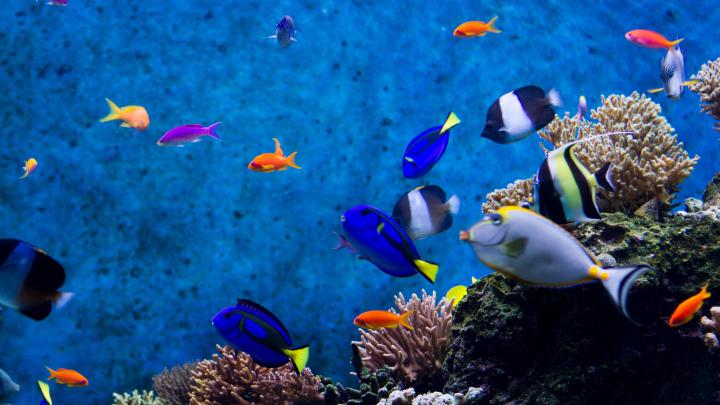 Moving Fish Wallpaper (57+ images)