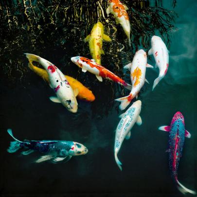 Animated Koi Fish Wallpapers - Top Free Animated Koi Fish Backgrounds 
