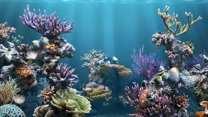 Free download Fish Tank Aquarium Wallpaper photos of Which One to 
