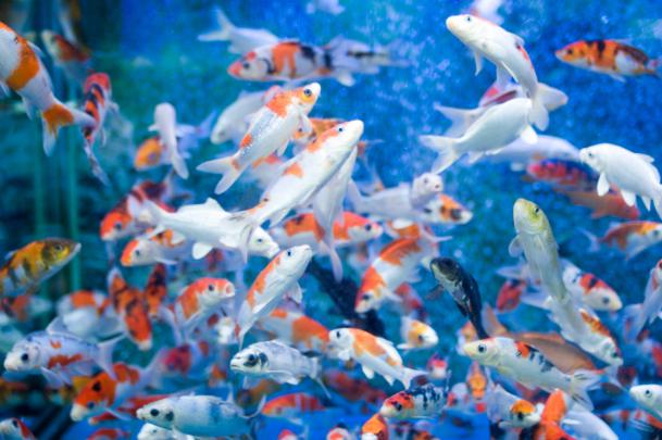 Moving Fish Tank Wallpaper -