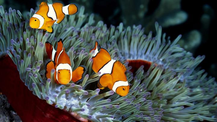 [50+] Fish Moving Wallpaper 