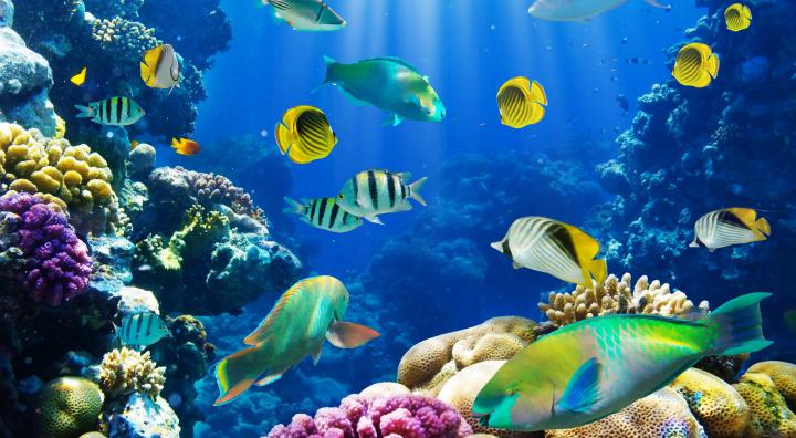 Desktop Fish Wallpapers