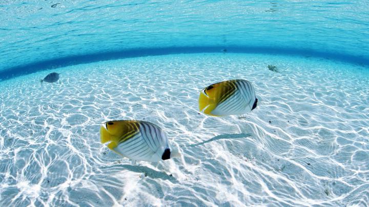 Free download wallpaper wallpapers animals search desktop tropical fish 
