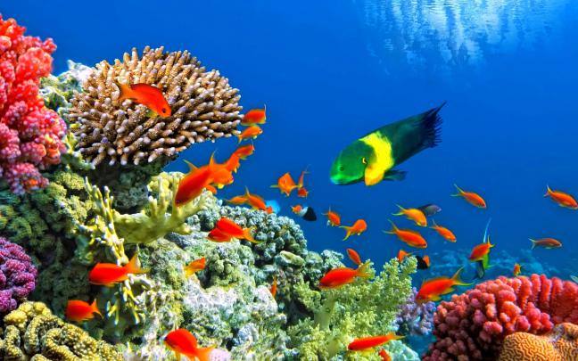 fish, Fishes, Underwater, Ocean, Sea, Sealife, Nature Wallpapers HD 