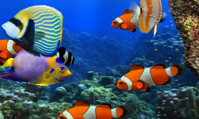 3d Fish Wallpaper Free Download For Mobile - gooddoc