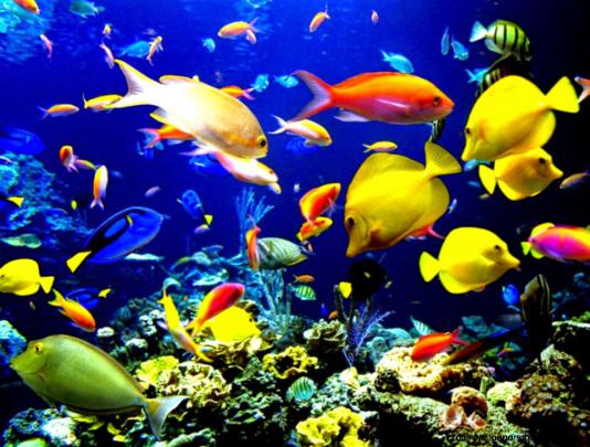 Moving Fish Desktop Background Download | Zoom Wallpapers