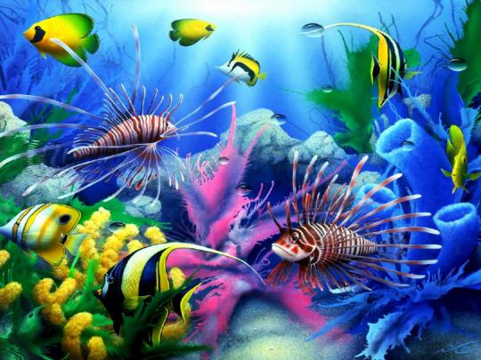 Sea Seabed Colorful Tropical Fish, Coral Wallpaper Hd For Desktop 