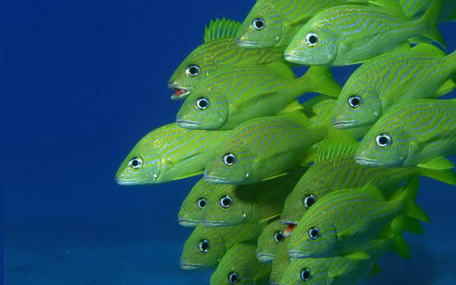 Green Fish Hd Desktop Backgrounds Free Download