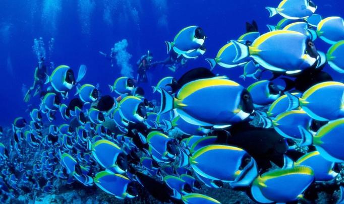 fish wallpaper free download - HD Desktop Wallpapers