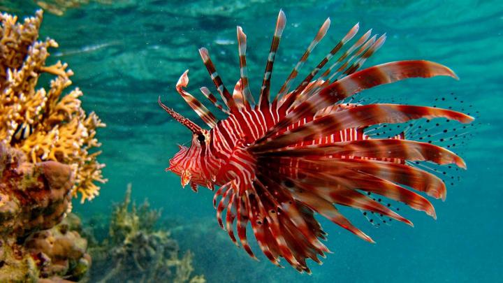 Live fish wallpaper for desktop download (33 Wallpapers) \u2013 Adorable 