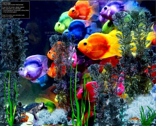 Microsoft Fish Screensaver Wallpaper | Free Best Hd Wallpapers