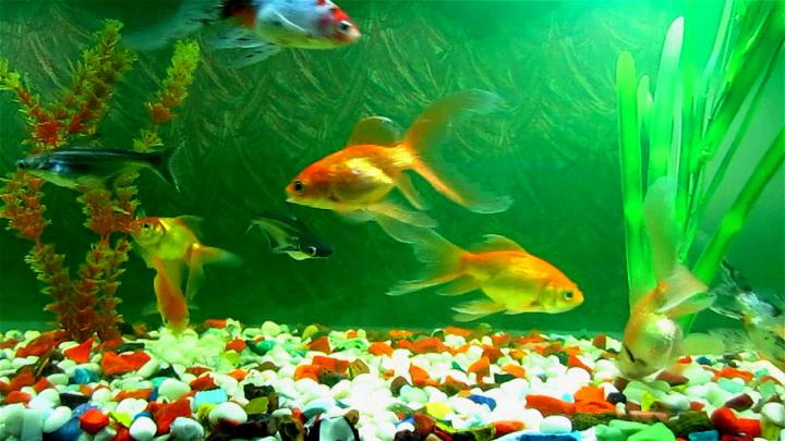 Download Aquarium Fish Wallpapers HD Gallery