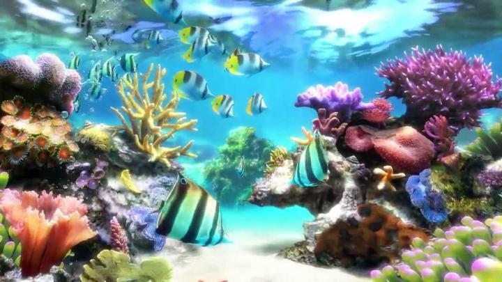 Download Fish Aquarium Live Wallpaper Free Download Gallery
