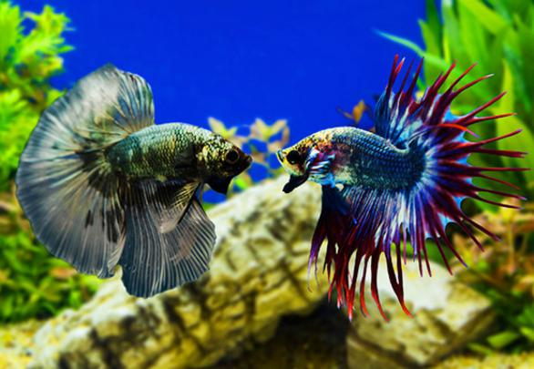 betta, Siamese, Fighting, Fish, Underwater, Tropical, Psychedelic 