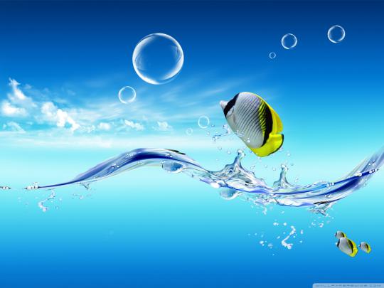 Download Water Desktop Fish Wallpaper Download Gallery