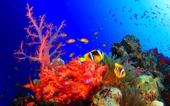 fish, Fishes, Underwater, Ocean, Sea, Sealife, Nature Wallpapers HD 