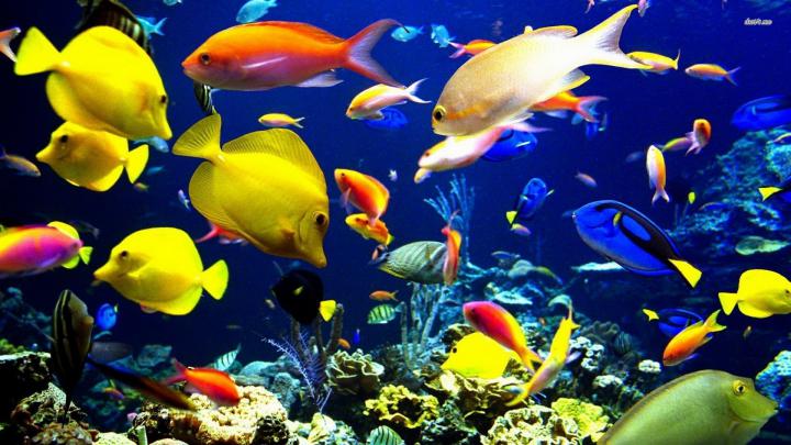 Fish wallpaper \u00b7\u2460 Download free beautiful HD backgrounds for desktop 