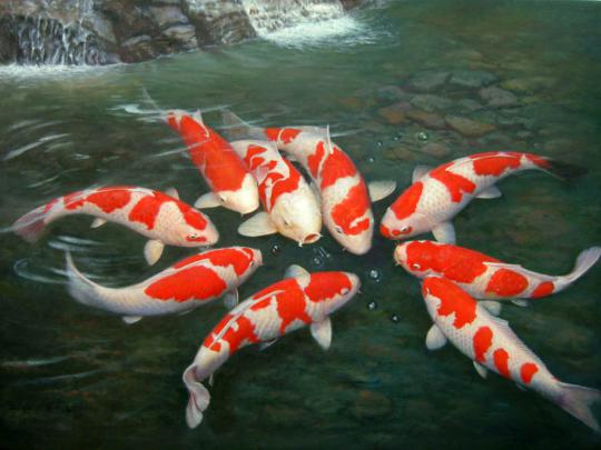 Free download BROWSE koi fish live wallpaper download HD Photo 