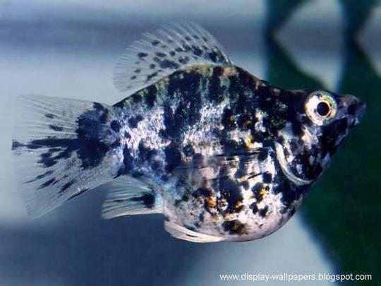 Wallpapers Download: Beautiful Fish Wallpapers For Desktop