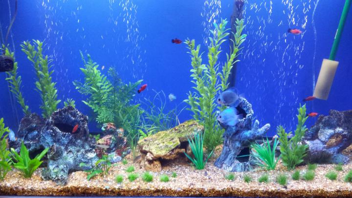 Free download Aquarium Backgrounds Printable HD Photos Gallery 