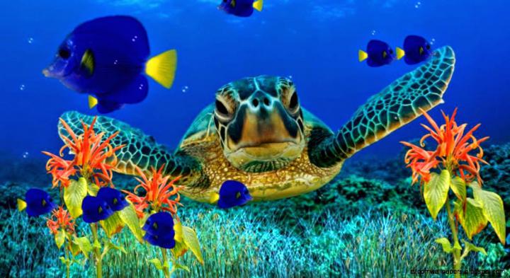 Moving Fish Tank Desktop Backgrounds | Zoom Wallpapers
