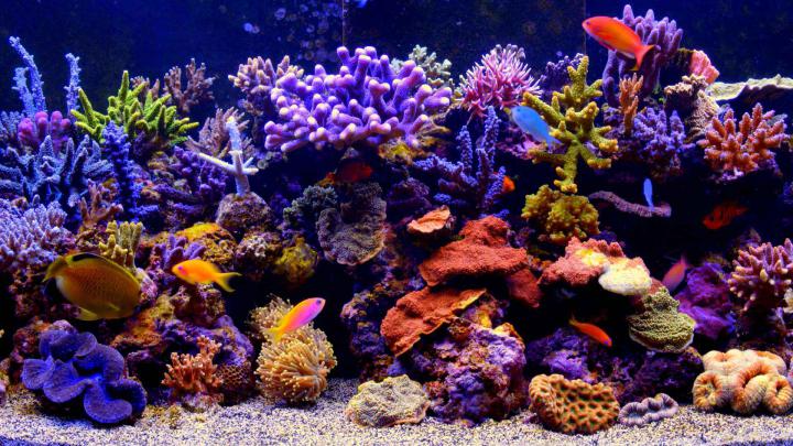 Aquarium Life - Free Live Wallpaper - Live Desktop Wallpapers