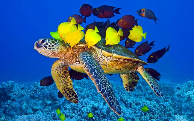 free fish wallpaper - HD Desktop Wallpapers