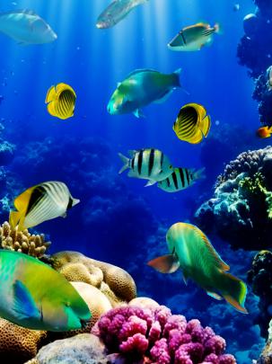 Free download 3d Live Fish Wallpaper Fish Tank Live Wallpaper 