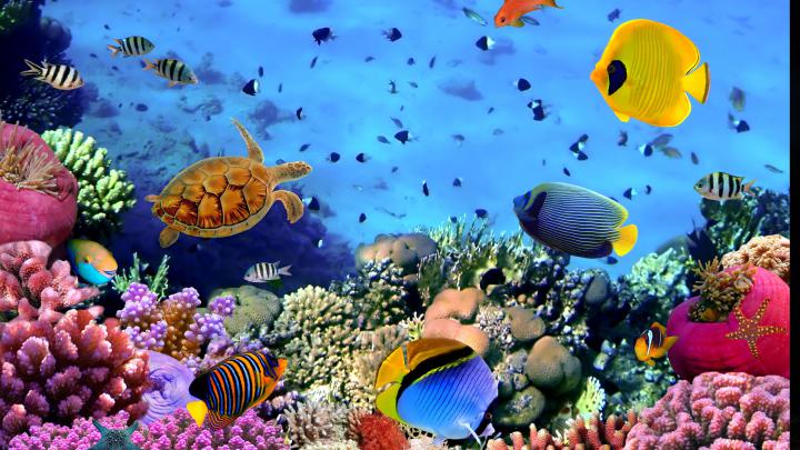 Aquarium Wallpaper (72+ images)