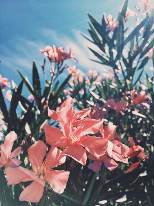 Aesthetic Flowers Wallpapers