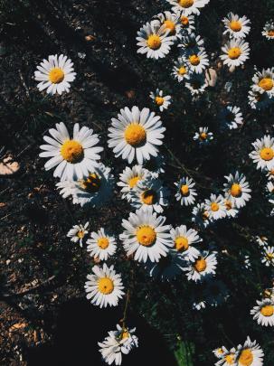 Aesthetic Flowers Wallpapers