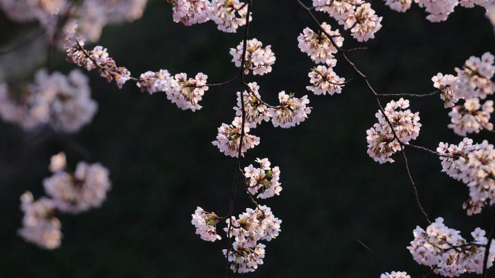 Cool Aesthetic Flower Desktop Wallpapers