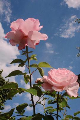Aesthetic Flowers Wallpapers