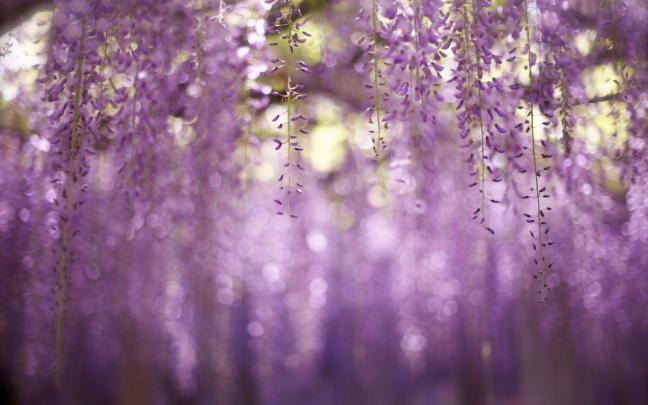 Aesthetic Flowers Desktop Wallpapers - Top Free Aesthetic Flowers 