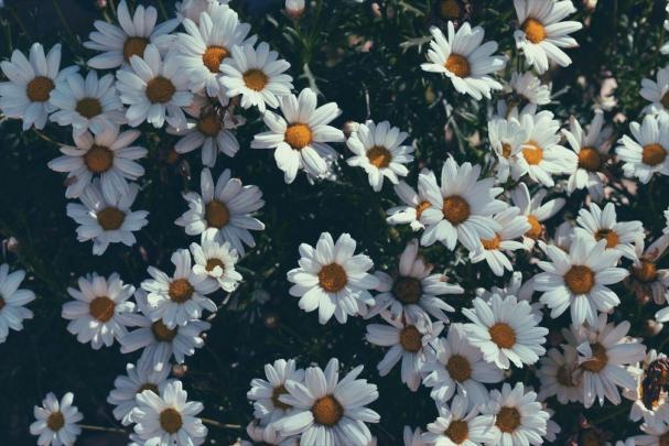 #springdesktopwallpaper | Flower desktop wallpaper, Computer wallpaper 