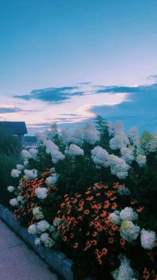 Aesthetic Spring Flowers Wallpapers