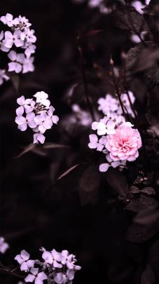 Aesthetic Spring Flowers Wallpapers | HD Background Images | Photos 