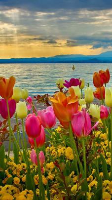 Aesthetic Spring 3D Flower iPhone Wallpapers