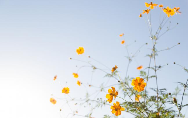 Yellow Aesthetic Flower Desktop Wallpapers - Top Free Yellow Aesthetic 