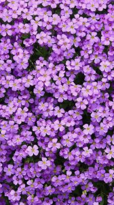 Flowers Aesthetic Wallpapers