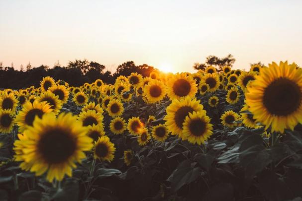 Aesthetic Flower Desktop Wallpapers