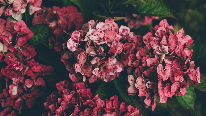 26 Aesthetic Flower Wallpapers - Wallpaperboat