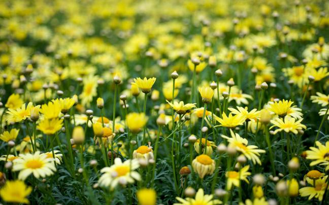 Vintage Yellow Aesthetic Desktop Wallpaper - Vote Wallpaper