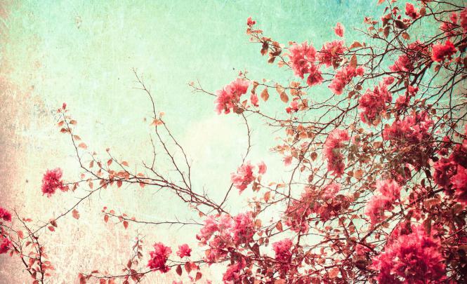 Aesthetic Flowers Desktop Wallpapers - Top Free Aesthetic Flowers 