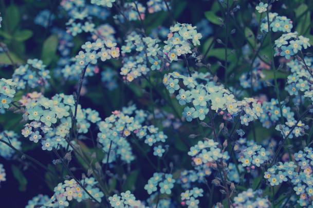 Aesthetic Flowers Desktop Wallpapers - Top Free Aesthetic Flowers 