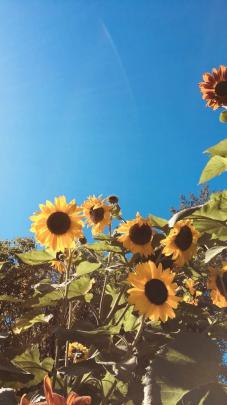 Laptop Backgrounds Aesthetic Flowers : Yellow Aesthetic Desktop 
