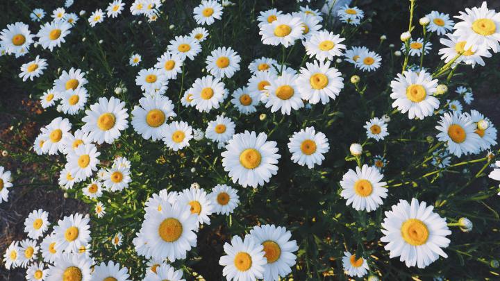 Aesthetic Spring Flowers Laptop Wallpapers