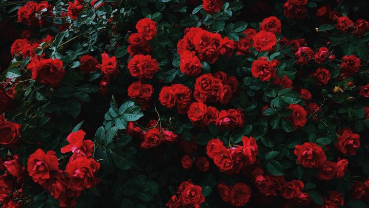 26 Aesthetic Flower Wallpapers - Wallpaperboat