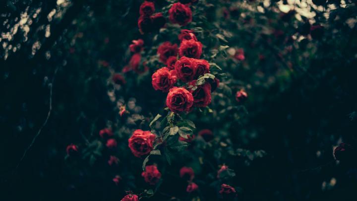 26 Aesthetic Flower Wallpapers - Wallpaperboat