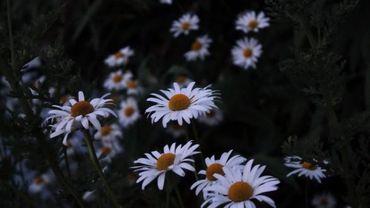 White daisy flower wallpaper \u2022 Wallpaper For You HD Wallpaper For 